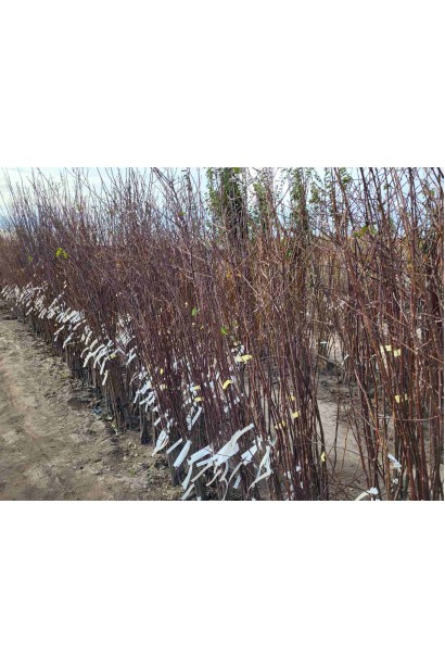 Слива домашня ‘Персикова’ з голим коренем в садовому центрі